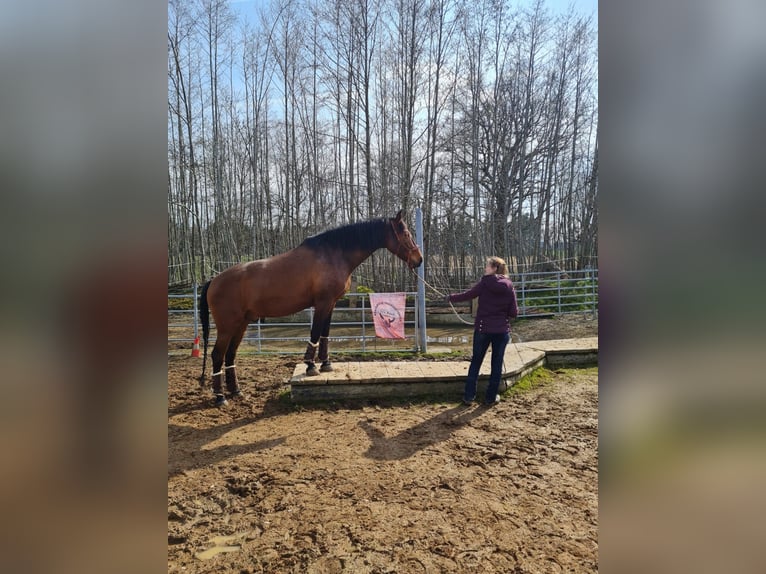 PRE Mix Wallach 7 Jahre 163 cm Brauner in St. Marienkirchen
