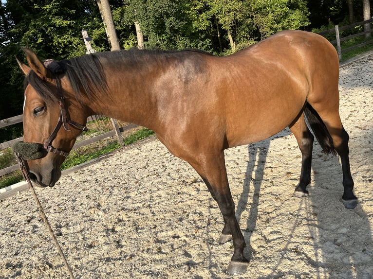 PRE Mix Wallach 7 Jahre 163 cm Brauner in St. Marienkirchen