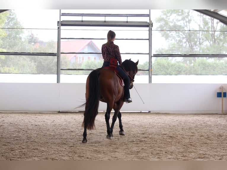PRE Mix Wallach 7 Jahre 163 cm Brauner in St. Marienkirchen