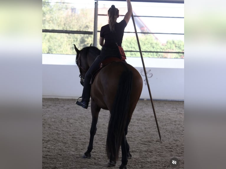 PRE Mix Wallach 7 Jahre 163 cm Brauner in St. Marienkirchen