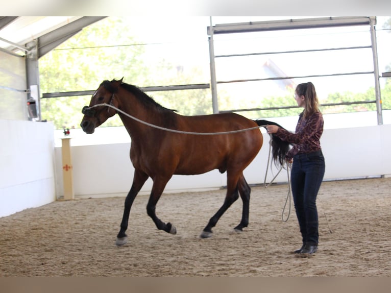 PRE Mix Wallach 7 Jahre 163 cm Brauner in St. Marienkirchen
