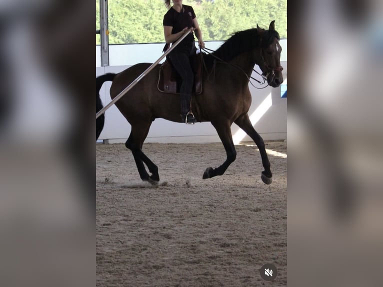 PRE Mix Wallach 7 Jahre 163 cm Brauner in St. Marienkirchen