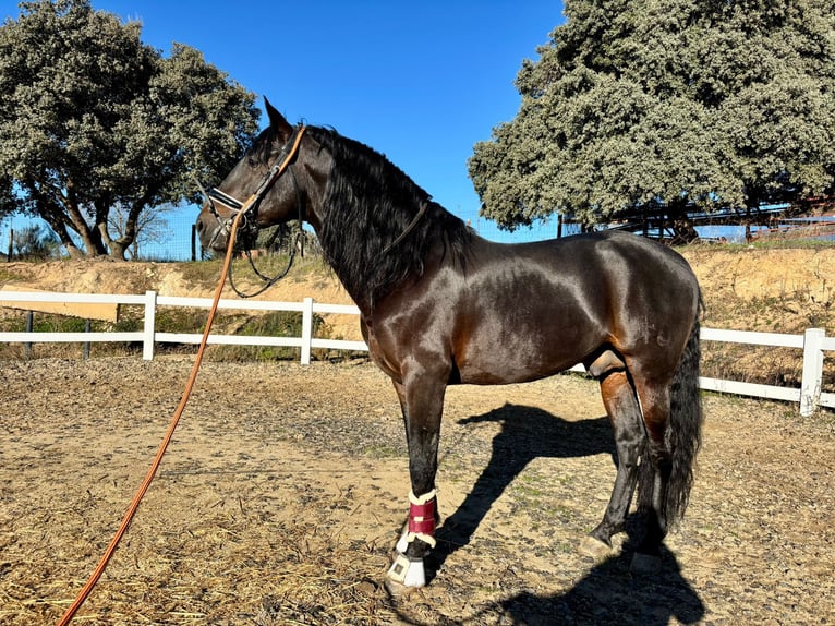 PRE Mix Wallach 7 Jahre 163 cm Dunkelbrauner in Fresnedillas De La Oliva
