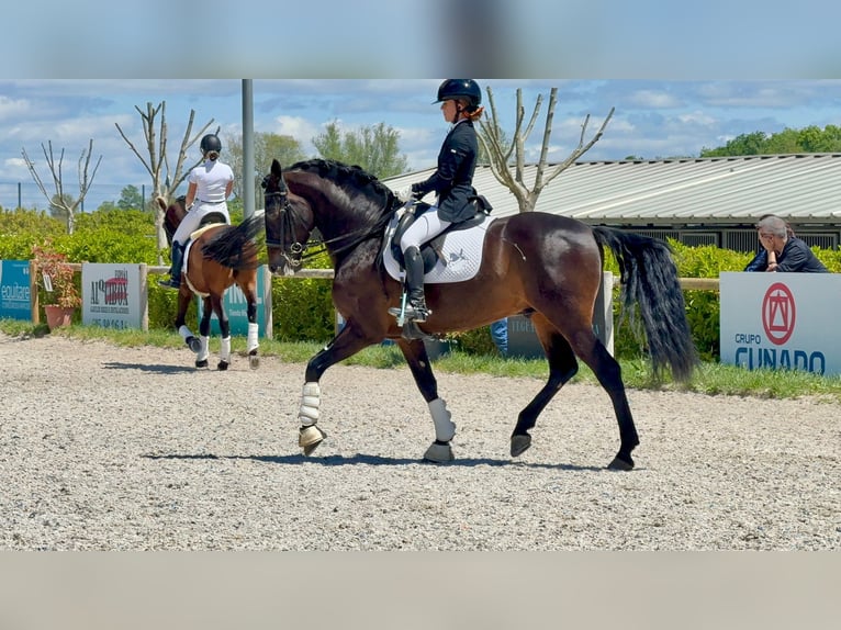 PRE Mix Wallach 7 Jahre 163 cm Dunkelbrauner in Fresnedillas De La Oliva