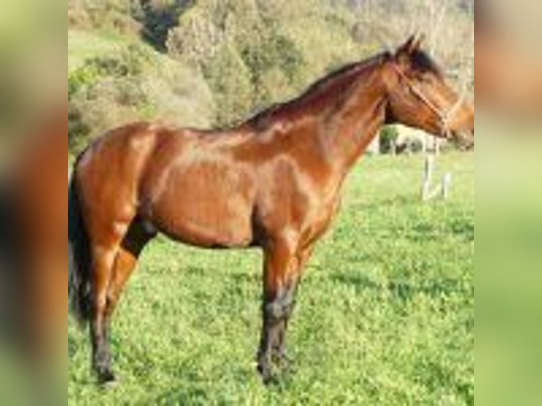 PRE Mix Wallach 7 Jahre 163 cm Rotbrauner in Gijon