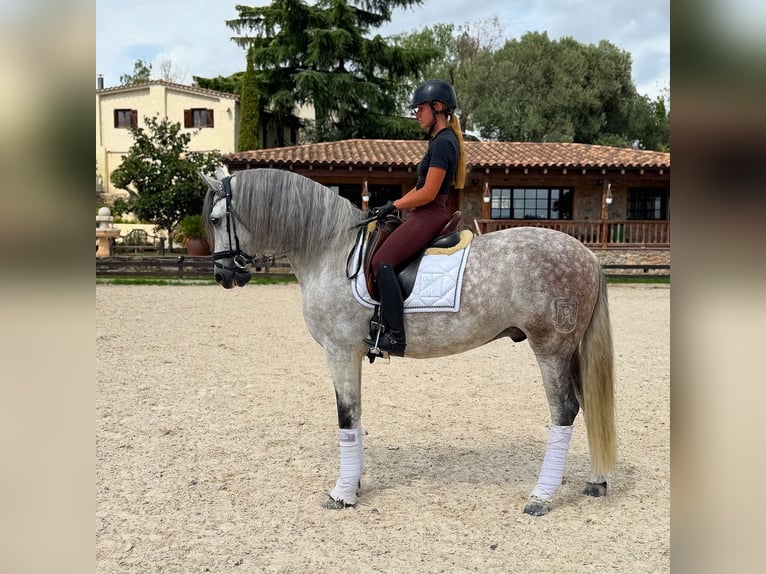 PRE Mix Wallach 7 Jahre 163 cm Schimmel in Santa Perpetua de Mogoda