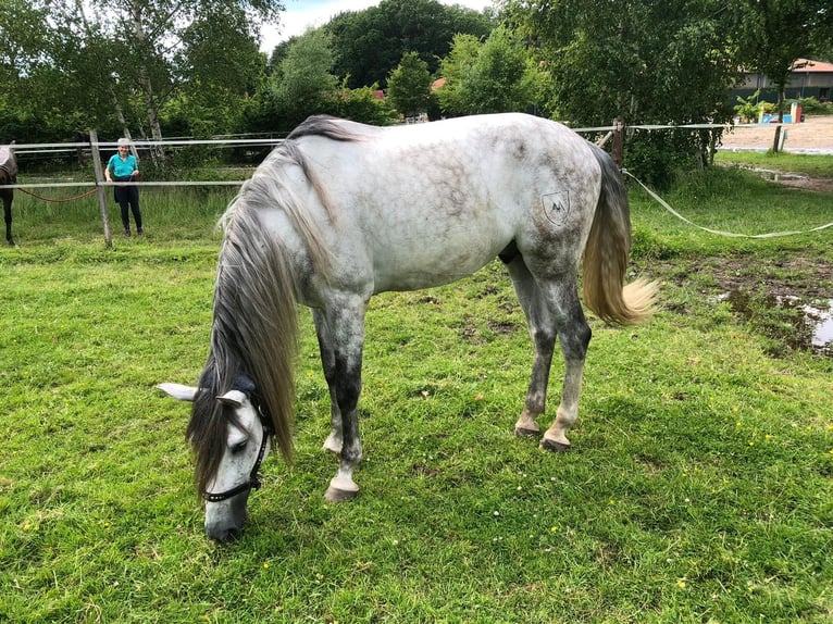 PRE Wallach 7 Jahre 163 cm Schimmel in B&#xF6;tersen