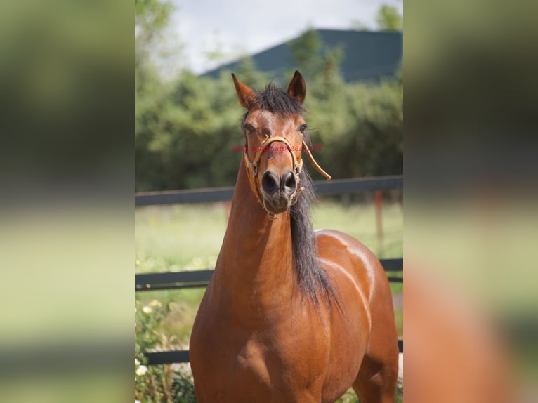 PRE Wallach 7 Jahre 164 cm Brauner in Pruna/Sevilla