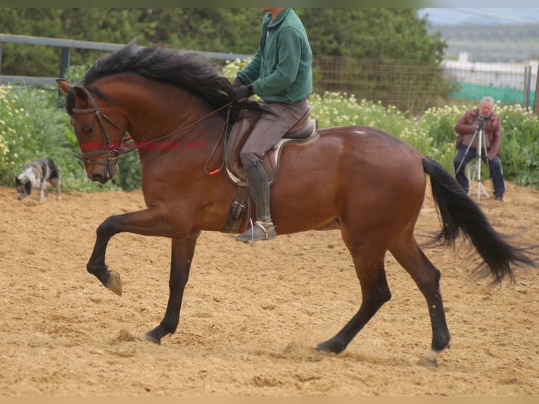 PRE Wallach 7 Jahre 164 cm Brauner in Pruna/Sevilla