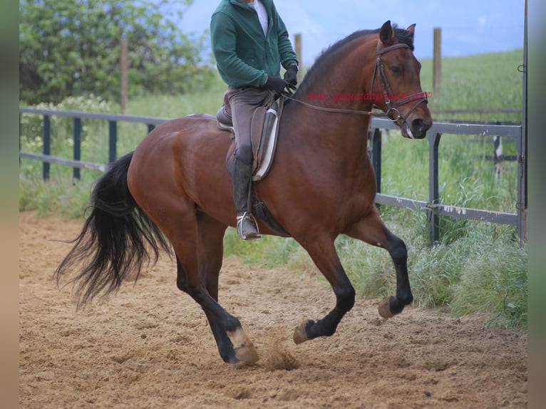 PRE Wallach 7 Jahre 164 cm Brauner in Pruna/Sevilla