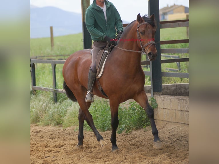 PRE Wallach 7 Jahre 164 cm Brauner in Pruna/Sevilla