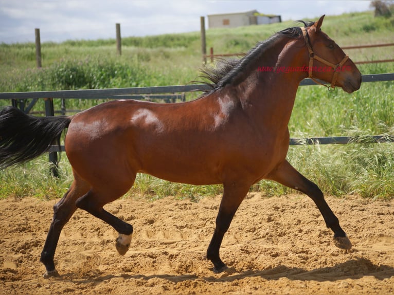 PRE Wallach 7 Jahre 164 cm Brauner in Pruna/Sevilla