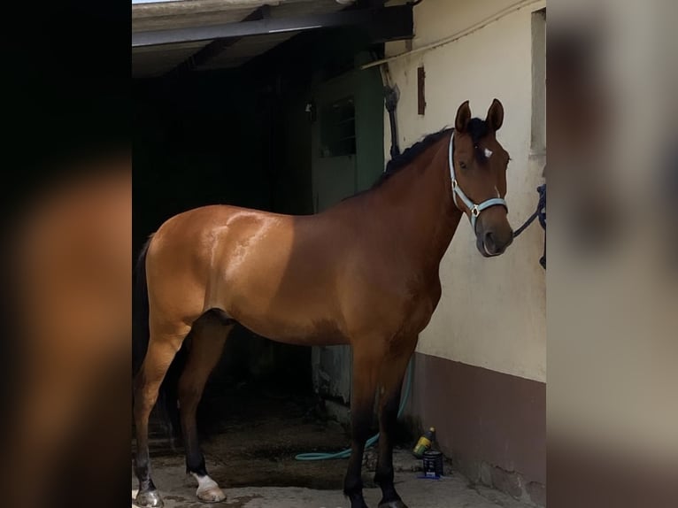 PRE Wallach 7 Jahre 164 cm Hellbrauner in Madrid