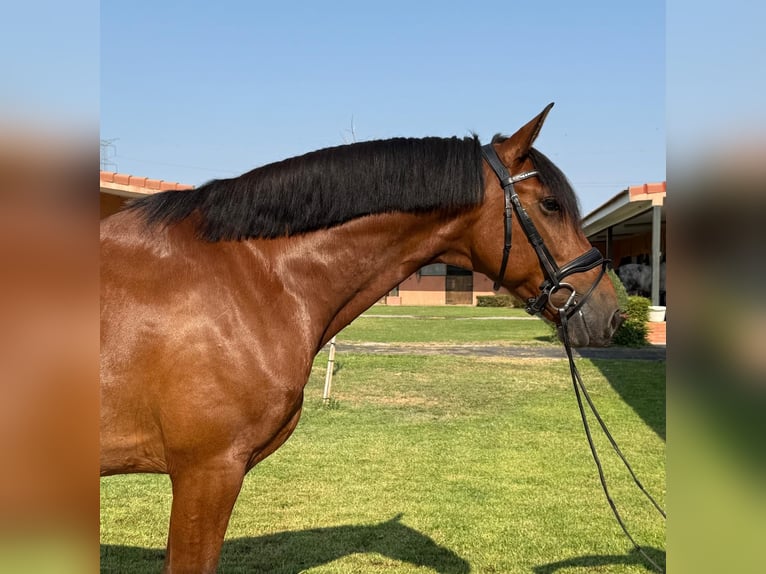PRE Wallach 7 Jahre 164 cm Hellbrauner in Madrid