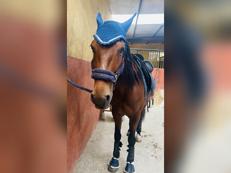 PRE Wallach 7 Jahre 164 cm Hellbrauner in Madrid