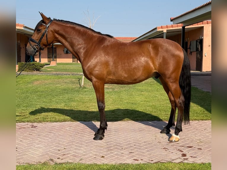 PRE Wallach 7 Jahre 164 cm Hellbrauner in Madrid