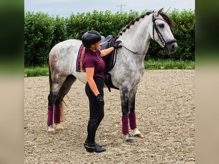 PRE Mix Wallach 7 Jahre 165 cm Apfelschimmel in Kedichem