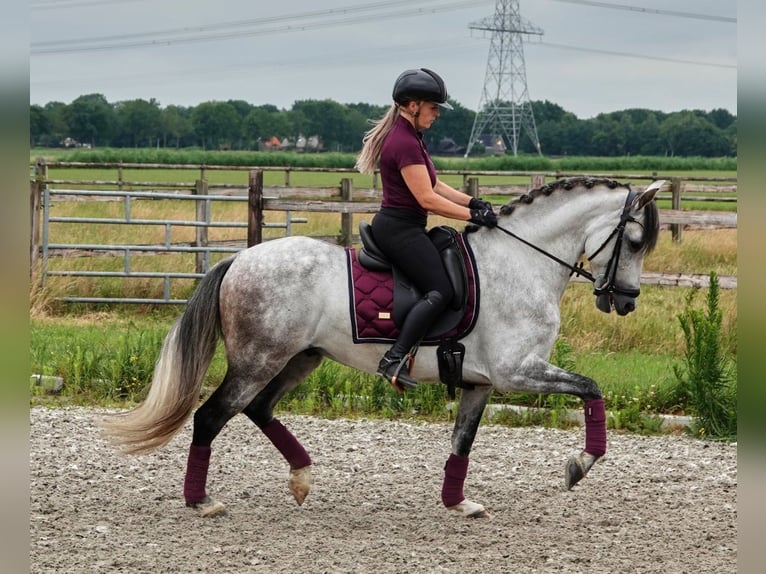 PRE Mix Wallach 7 Jahre 165 cm Apfelschimmel in Kedichem