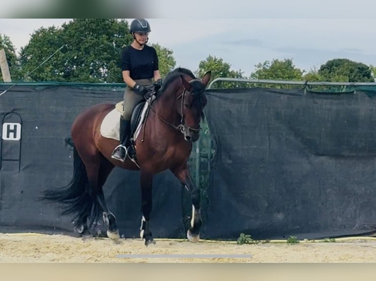 PRE Mix Wallach 7 Jahre 165 cm Brauner in Ludwigshafen am Rhein