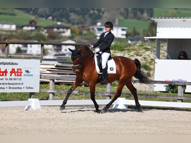 PRE Wallach 7 Jahre 165 cm Brauner in Zürich