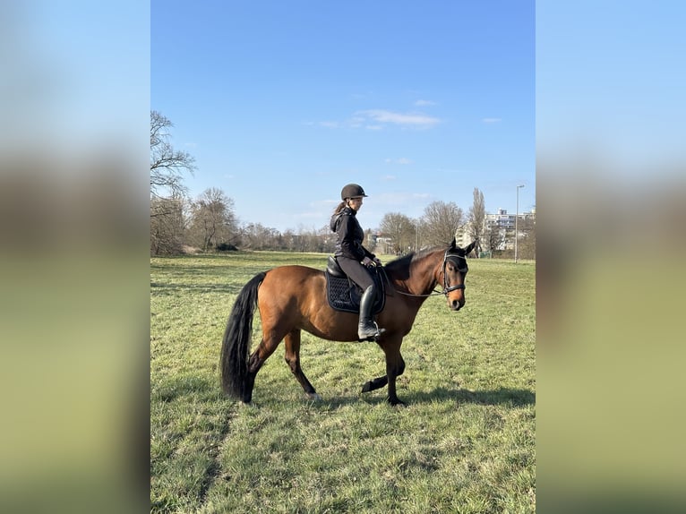 PRE Wallach 7 Jahre 165 cm Brauner in Mühlheim