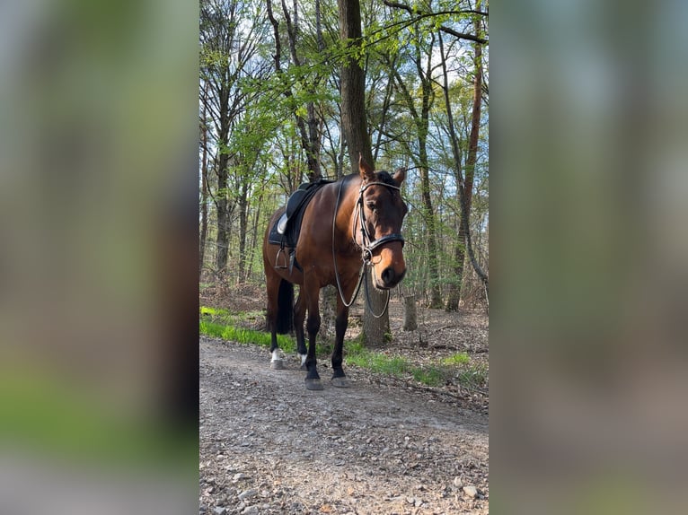 PRE Wallach 7 Jahre 165 cm Brauner in Mühlheim