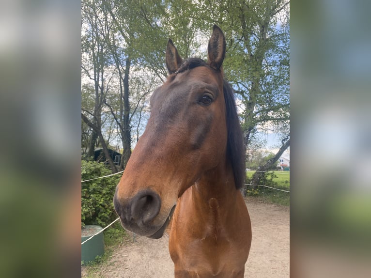 PRE Wallach 7 Jahre 165 cm Brauner in Mühlheim