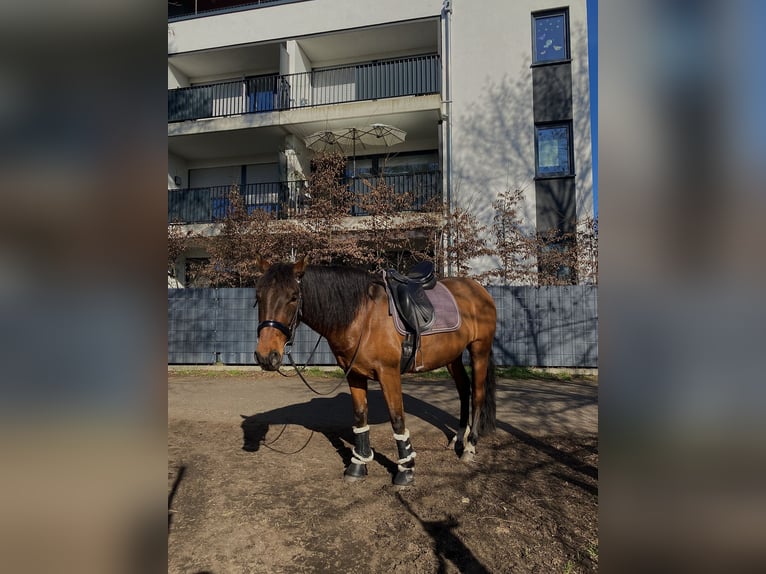 PRE Wallach 7 Jahre 165 cm Brauner in Mühlheim