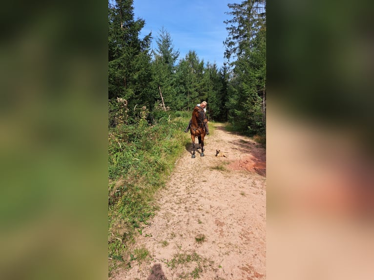 PRE Mix Wallach 7 Jahre 165 cm Brauner in Oberzent