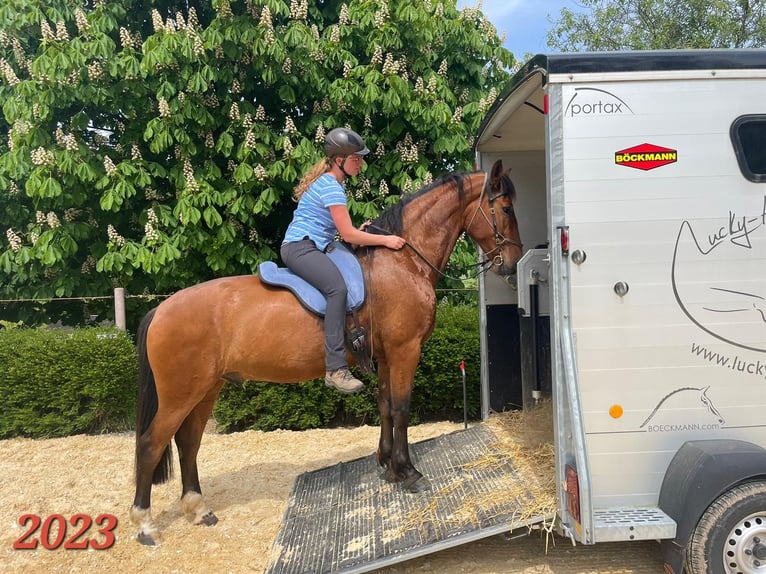 PRE Mix Wallach 7 Jahre 165 cm Brauner in Oberzent
