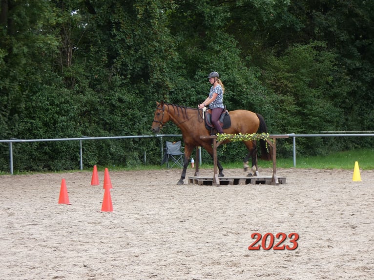 PRE Mix Wallach 7 Jahre 165 cm Brauner in Oberzent