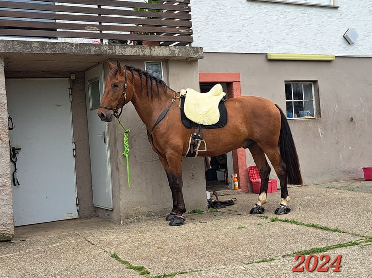 PRE Mix Wallach 7 Jahre 165 cm Brauner in Oberzent