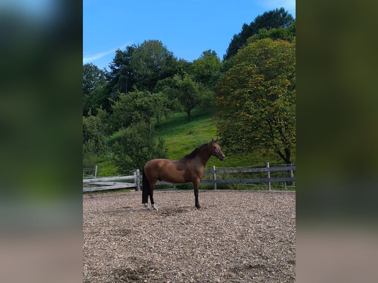 PRE Mix Wallach 7 Jahre 165 cm Brauner in Oberzent