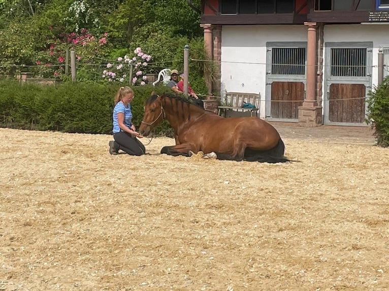 PRE Mix Wallach 7 Jahre 165 cm Brauner in Oberzent