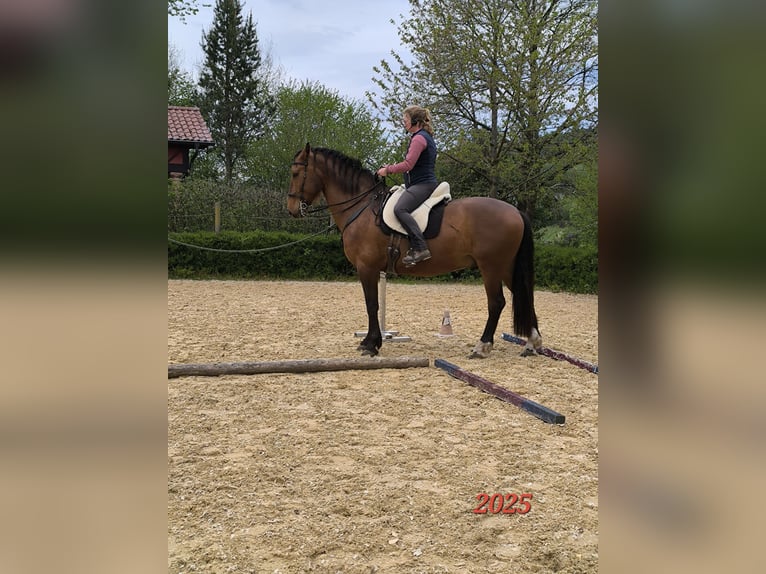 PRE Mix Wallach 7 Jahre 165 cm Brauner in Oberzent