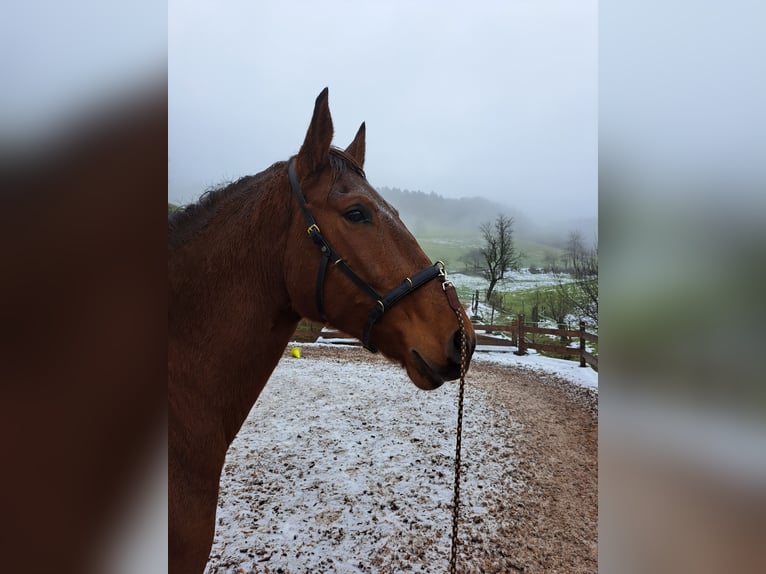PRE Mix Wallach 7 Jahre 165 cm Brauner in Oberzent