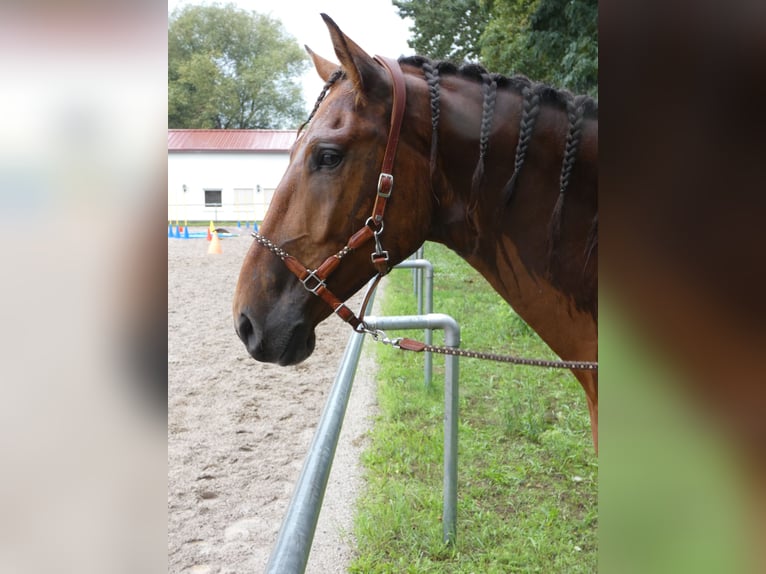 PRE Mix Wallach 7 Jahre 165 cm Brauner in Oberzent