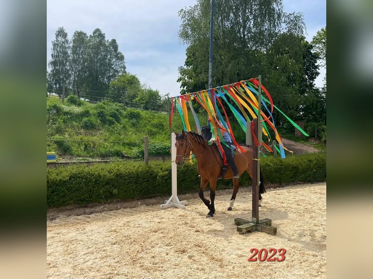PRE Mix Wallach 7 Jahre 165 cm Brauner in Oberzent