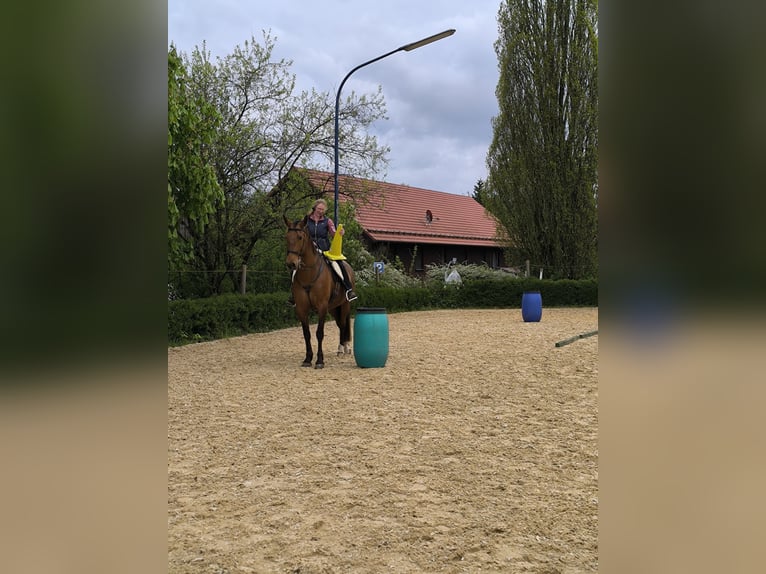 PRE Mix Wallach 7 Jahre 165 cm Brauner in Oberzent