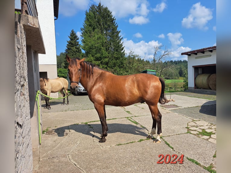 PRE Mix Wallach 7 Jahre 165 cm Brauner in Oberzent