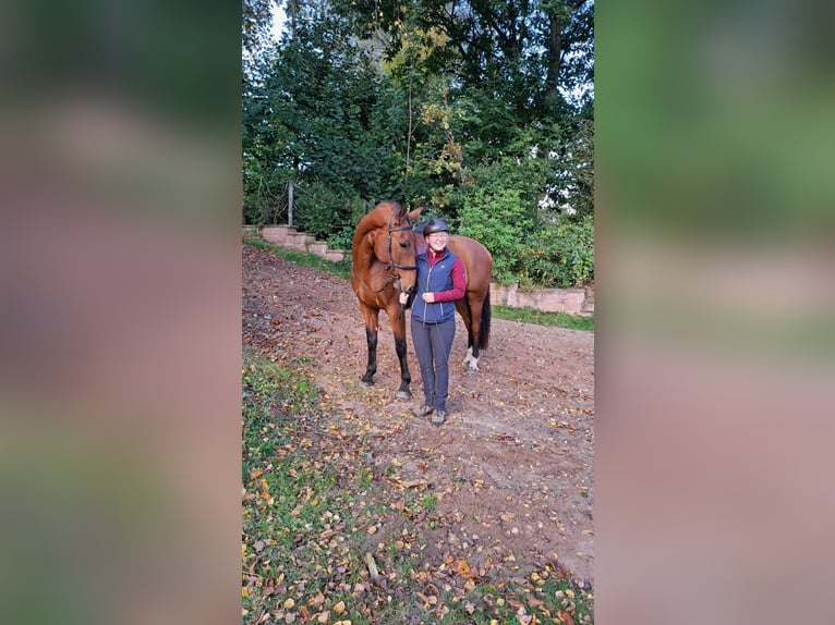 PRE Mix Wallach 7 Jahre 165 cm Brauner in Oberzent