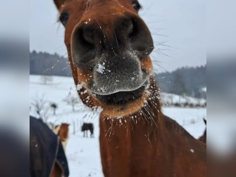 PRE Mix Wallach 7 Jahre 165 cm Brauner in Oberzent