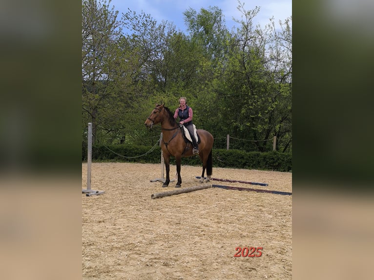 PRE Mix Wallach 7 Jahre 165 cm Brauner in Oberzent