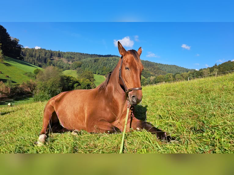 PRE Mix Wallach 7 Jahre 165 cm Brauner in Oberzent