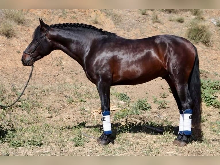 PRE Wallach 7 Jahre 165 cm Dunkelbrauner in Bonanza