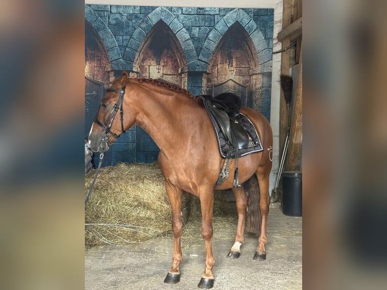 PRE Mix Wallach 7 Jahre 165 cm Fuchs in Wildenbruch