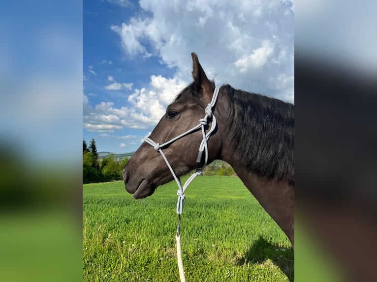PRE Mix Wallach 7 Jahre 165 cm Rappe in Worben