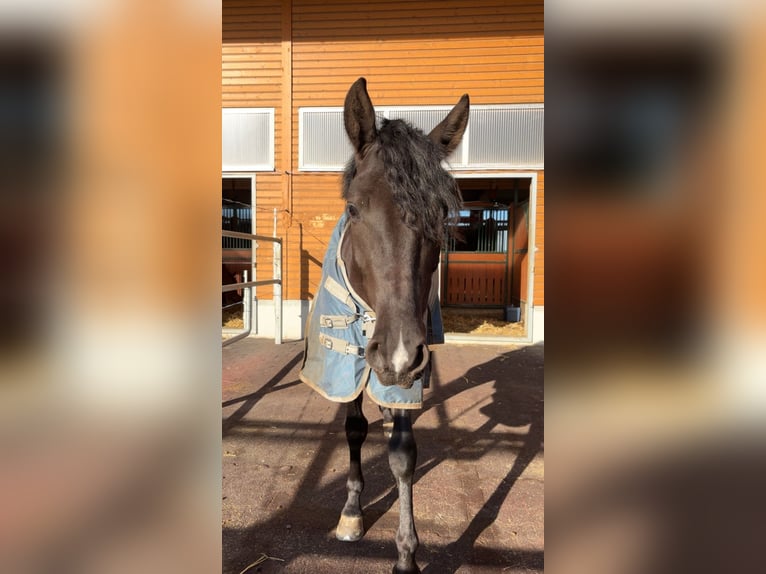 PRE Mix Wallach 7 Jahre 165 cm Rappe in Worben
