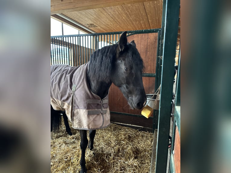 PRE Mix Wallach 7 Jahre 165 cm Rappe in Worben