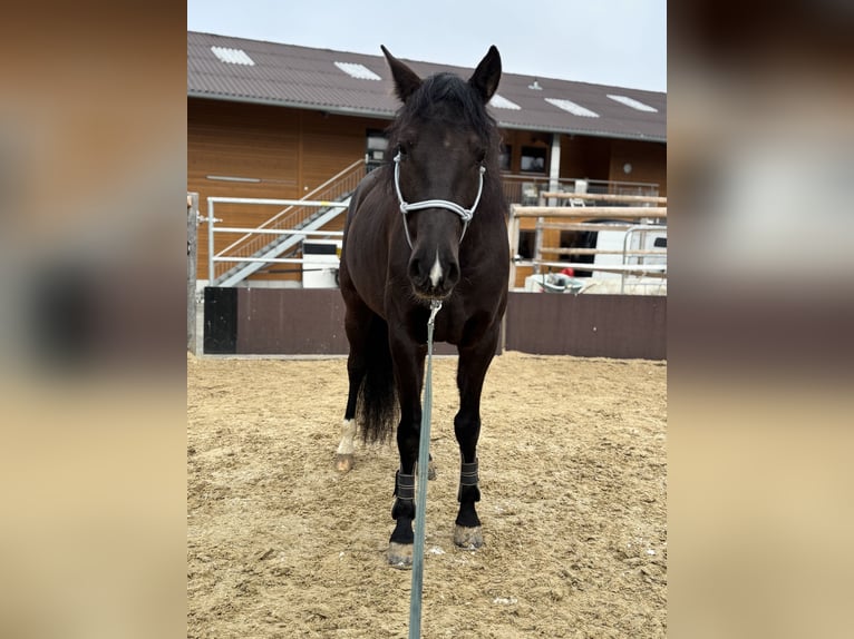 PRE Mix Wallach 7 Jahre 165 cm Rappe in Worben